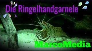 Die Ringelhandgarnele Macrobrachium assamense [upl. by Nibur]