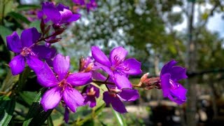 Tibouchina Granulosa in 45 gal for sale in MiamiHomestead South Florida [upl. by Craw]