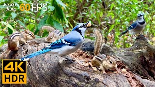 Cat TV for Cats to Watch 😺 Birds vs Chipmunks A Day in the Wild 🐿 8 Hours 4K HDR 60FPS [upl. by Suzanne571]