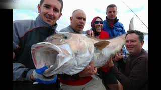 Medregal de 70 kg a Jigging en Canarias con caña XZOGA Black Buster BB59S [upl. by Anita]