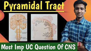 The Pyramidal or Corticospinal TractCNS  Physiology in hindi  by Ashish Agrawal [upl. by Yelloh]