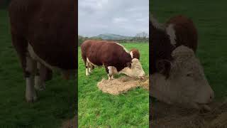 herefords herefordcattle bull herefordbull bullsforsale exmoor devon britishbeef [upl. by Matuag]