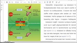 Regulering af blodsukker [upl. by Aicilif]