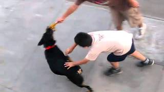 Ataque de una perra Rottweiler [upl. by Aisayn]