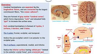 NEUROANATOMY  CEREBRAL CORTEX PART1 SULCI AND GYRI  BY DR MITESH DAVE [upl. by Anirtal]