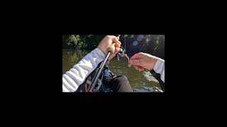 Topwater Bass topwater bassfishing fishing topwaterbass fishinglife [upl. by Hcire]