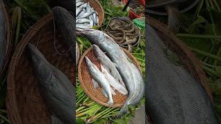 তরতাজা নদীর বোয়াল মাছ  Fresh river Wallago attu fish [upl. by Eerak]