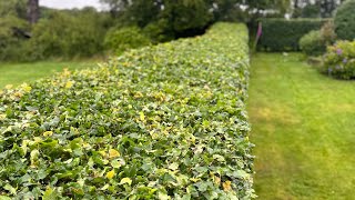 Trimming a Fagus sylvatica hedge gardening hedgecutting stihl henchman [upl. by Anwad994]