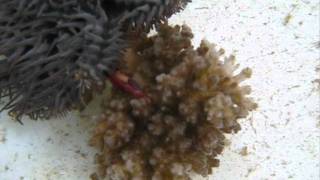 Guard crabs defend coral home from crown of thorns starfishwmv [upl. by Nahsrad45]