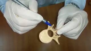 წელის მალა vertebrae lumbalis SDASU [upl. by Jeff289]