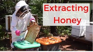 Beekeeping for beginners Extracting honey [upl. by Drape548]