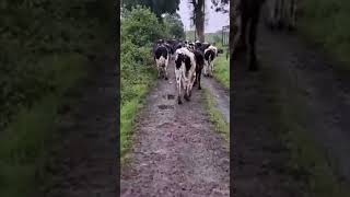 EU wants fewer cows MORE milk 🐄😳cow dairyfarm [upl. by Oiramat]