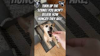 Snack Attack Sum amp Pixie’s Yummy Treat🍪🔈dogsofyoutube hungry mustwatch dogshort snackattack [upl. by Rad]