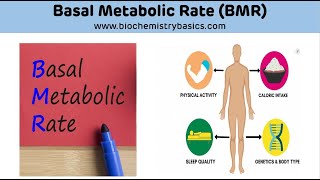 Basal Metabolic Rate BMR  Basal Metabolic Rate Biochemistry [upl. by Nolak]