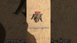 वटवागूळ चालताना बघितलं आहे का 🦇🦇 [upl. by Drugge]