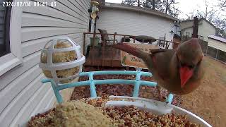 February 35 2024 All Feeders Highlights [upl. by Goeger]