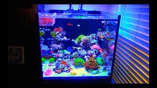 TANK TOURS EP2 Red Sea Reefer XL 200 [upl. by Bev]