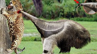 Giant anteater easily defeats jaguar with its long beak [upl. by Robbi]