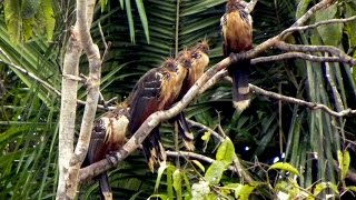 Hoatzin Bird Lake Yarina 2014 [upl. by Sitrik]