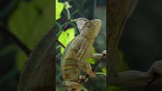 Intriguing Insights Unveiling the Secrets of Chameleons [upl. by Perpetua]