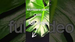 Monstera plant leaf shorts plants tree [upl. by Fishback]