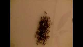 Migration of Ant with egg in rainy season Mungi in Marathi [upl. by Amelita]