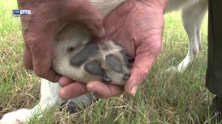 Eerste wolf van Nederland duikt op bij Ootmarsum [upl. by Ploss]