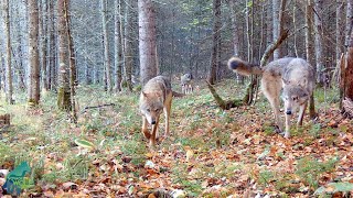 The Nashata Pack the most remote wolf pack in the Greater Voyageurs Ecosystem [upl. by Eetsirk]