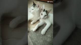 One look is all it takes pure magic cat shorts shortvideo viralvideo cateye cute funny fyp [upl. by Aleakam327]