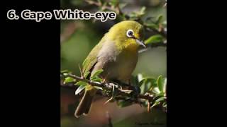 Garden bird calls of the Eastern Cape Part 1 [upl. by Didi]