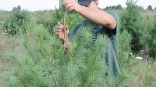 About Our White Pine Trees and How fast They Grow [upl. by Yelraf]