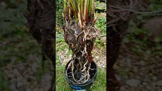 Papirus  cibora papirus cibora zimowanie kwiaty plants rośliny roślinytropikalne nature [upl. by Nirrol]