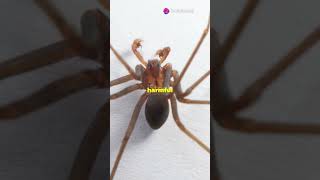 Meet the Hobo Spider Natures Nomad [upl. by Aniger]