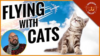 Jackson Galaxys Tips for Flying with Cats [upl. by Engelhart730]