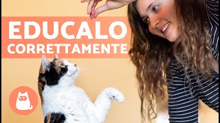 Come EDUCARE un GATTO 🐱  Guida Completa allEducazione di un Gatto ✅ [upl. by Aneele559]