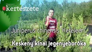 Juniperus chinensis Keteleeri  Keskeny kínai jegenyeboróka [upl. by Ace]