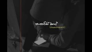 Sansarini mage  සංසාරිනී මගේ slowedreverb newsinhalasongs slowed reverb [upl. by Loring]