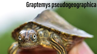 Graptemys Pseudogeogrphyca  scheda tecnica [upl. by Naillig357]