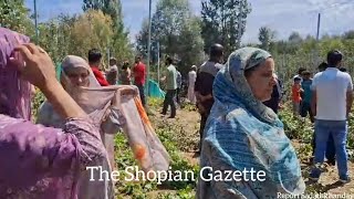 Heart Touching Visuals 💔 Miscreants Vandalize HighDensity Apple Orchards in Shopian [upl. by Jodi]