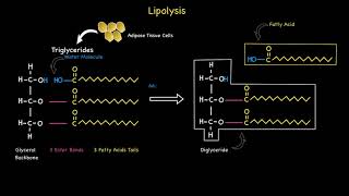 Lipolysis [upl. by Lais753]