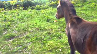 Foal with broken Fetlock Joint [upl. by Llednek]