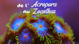 Épisode n°1  Le Zoanthus 🪸 [upl. by Annah]