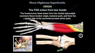 Flexor Digitorum Superficialis  Everything You Need To Know  Dr Nabil Ebraheim [upl. by Iila577]