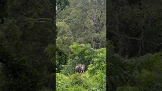 Masinagudi…🐃🦌🐘🥳 explore travel reels masinagudi forest ooty [upl. by Araeit758]