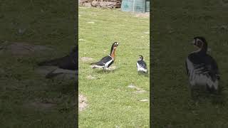 Le chant des Bernaches à cou roux😍🦆 [upl. by Roxana895]