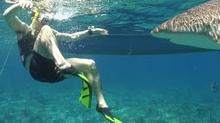 Expert Says Punch a Shark in the Nose Grab His Gills During Attack [upl. by Marabelle]