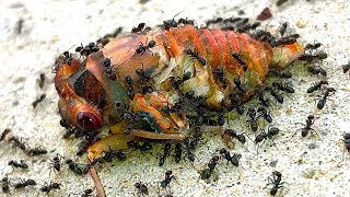 Cicadas Most Dangerous Life Death amp Rescue Educational Nature Video [upl. by Judd557]