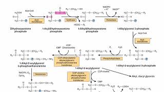 Plasmalogen Biosynthesis  Ether Lipids Biosynthesis  Metabolism [upl. by Ahsienak]