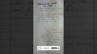 watson and crick model of dna class 10 biology  watson and crick model  Urduhindi [upl. by Ryder]