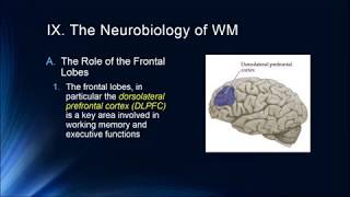 Cognition Lecture 4 8 The Neurobiology of Working Memory [upl. by Yraunaj]